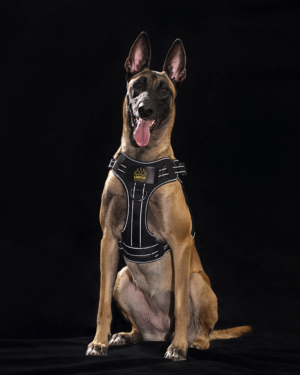 TACTIC TACTICAL DOG HARNESS
