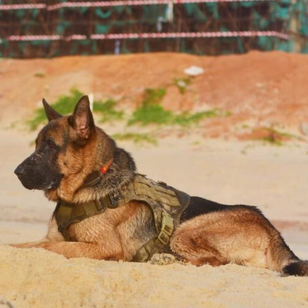 molle-svpro-tactical-dog-harness.jpg